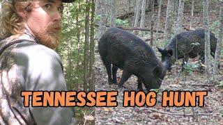 Tennessee Mountain Hog Hunt