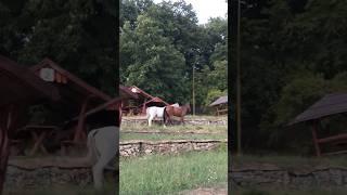 HORSES  #horses #horse #ranch #venue #ytshorts #browse #nature #animals #fyp #nofilter #horsie