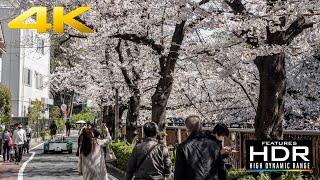  4K HDR Gorgeous Sakura In Meguro River  One Of The Best Cherry Blossom Spot In Tokyo