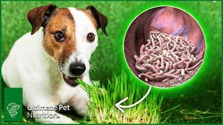 How To Improve Dog Gut Health - 4 Simple Ways To Do It  Ultimate Pet Vet