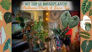 My Current Top 12 Favourite Houseplants  Halloween Plants & Decor Tour 