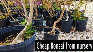 Cheap bonsai finding Bonsai material at local nursey.