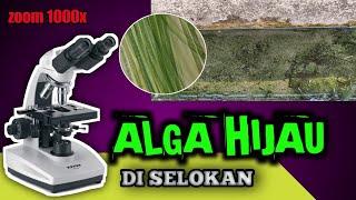 ZOOM 1000X⁉️ALGA HIJAU DENGAN MIKROSKOP