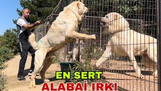 ALABAY  ALABAİ  TÜRKMEN KÖPEKLERİNİN CÜSSESİ VE CESARETİ