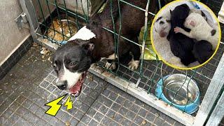 Please save us The mama dog has been locked up all her life crying in despair