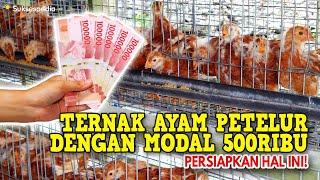 TERNAK AYAM PETELUR DENGAN MODAL 500RIBU  PERSIAPKAN HAL INI