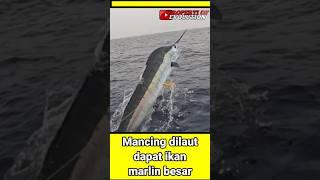 Mancing dapat ikan marlin besar‼️ #viral #predator #shorts