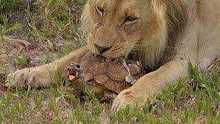 Crushing the Unbreakable Turtles Shield ? Lion vs. Turtle Showdown