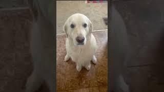 The Cutest Thing Youll See Today  #dog #pets #love #notmyvideo