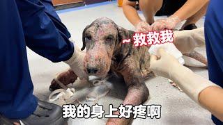 It is too difficult to help and more than 20000 medical expenses are owed for treating dogs.