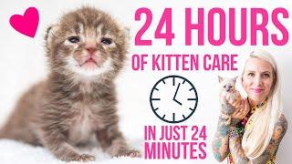 24 Hours in the Life of a Kitten Foster Mom