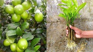 How to propagate lemon tree from cuttings  lemon tree cuttings easy method