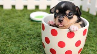 The Smallest Dog Breeds You Wont Believe Are Real