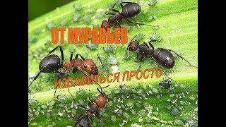 Как избавиться от муравьев. СУПЕР СРЕДСТВО ОТ МУРАВЬЕВ Муравьи в огороде.