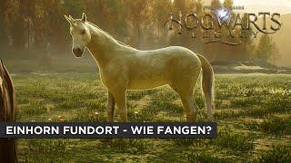 Hogwarts Legacy Guide - Einhorn Fundort - So fangt ihr es