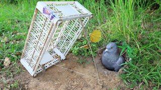 The First Bird Trap using Big Plastic Basket In Front Of Hole Bird