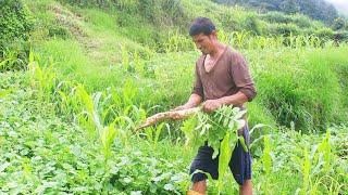 Beautiful Nepali Mountain Village Life  Harvesting Radish For Sell In Local Market  Db Limbu