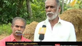 Supplyco paddy procurement fails Rice farmers didnt get money from Government