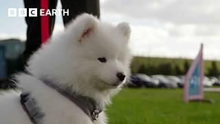 Stubborn Puppy Goes To Obedience Training  Wonderful World of Puppies  BBC Earth