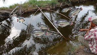 Hoeing fish in the roadside trench  Fish basket  traditional fishing