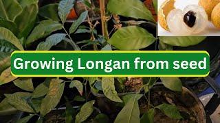 Growing Longan from seed