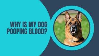 Why is My Dog Pooping Blood? 5 Possible Reasons