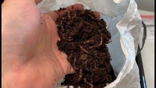 RAISING RED WIGGLERS – Starting My Red Wiggler Farm