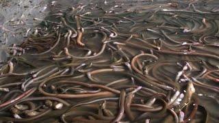 CULTIVATION OF EELS IN STRAW MEDIA WITHOUT MUD