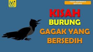 KISAH INSPIRATIF TENTANG BURUNG GAGAK YANG BERSEDIH