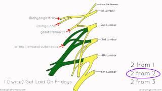 Lumbar Plexus - Structure and Branches - Anatomy Tutorial