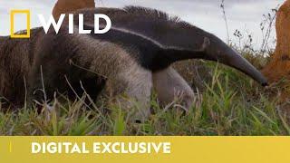 Giant Anteater vs Termites  South Americas Weirdest Animals  National Geographic Wild UK