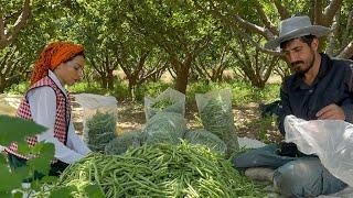 Rural Lifestyle in Iran  Daily Life of Iranian Girls in the Village