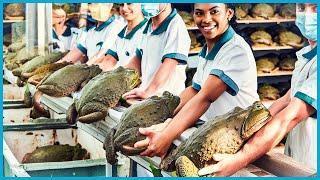 Frogs Farm - How China Farmer Raised Millions Frogs For Meat - Frog Processing in Factory