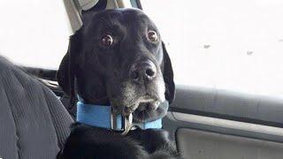 When Dogs Realizing Theyre Going to the Vet -  Funniest Reaction