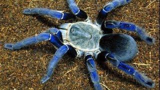 Top 10 Most Venomous Spiders