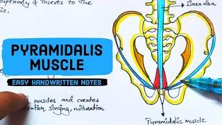 Pyramidalis muscle - Anatomy - Easy handwritten notes