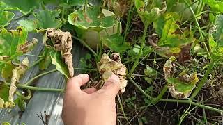 Melon fungus problem and solutions