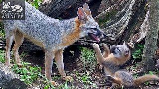 Gray fox family  Part 5 - Dolly and Frances at play