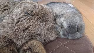 Continental Giant Rabbit Nap