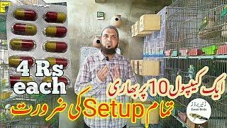 ایک کیپسول 10 پر بھاری صرف Rs 4 تمام setup کی ضرورتZunair Birds Setup