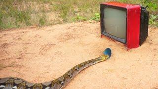 Experiment make simple snakes trap using television & pvc pipe - Easy snake trap