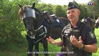 Chevaux policiers  TF1 à la rencontre de la brigade équestre de Seine-et-Marne