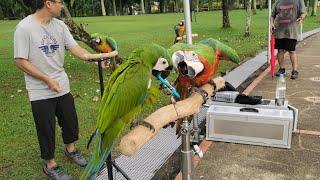 Metropolitan Batu Park - Flying with Parrot aka Macaw