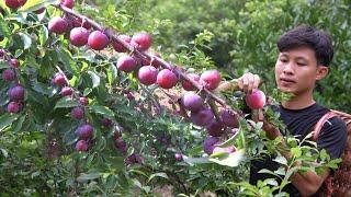 Harvest plums fruit to market sell gardening care vegetables Living off grid in forest