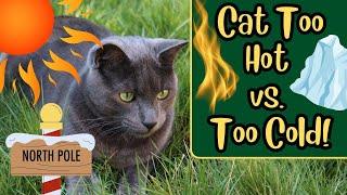 How Do Cats Regulate Their Body Temperature?