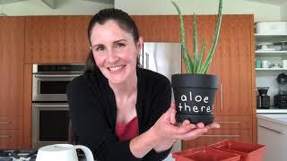 How to re-pot aloe plants