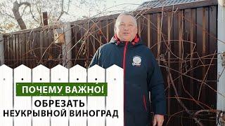 Зачем нужно обрезать НЕУКРЫВНОЙ ВИНОГРАД