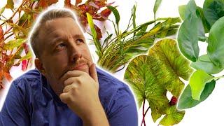 Top 5 Aquarium Plants to TRANSFORM Your Fish Tank​