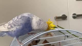 Blu loves eating Dandelion flowers