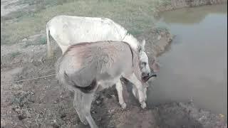 Super Male Murrah Horse Mating First Time With Female Horse  New full HD video 2020 Part 3